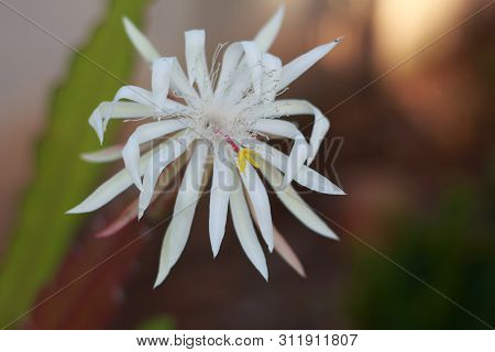Epiphyllum Queen Of The Night (epiphyllum Oxypetalum)
