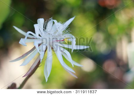 Epiphyllum Queen Of The Night (epiphyllum Oxypetalum)