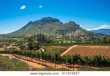 Beautiful Landscape Of Cape Winelands, Wine Growing Region In South Africa