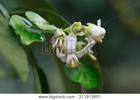 Pomelo Flower On Tree