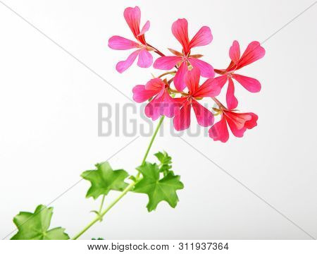 Geranium Pelargonium Flowers Isolated On White Background