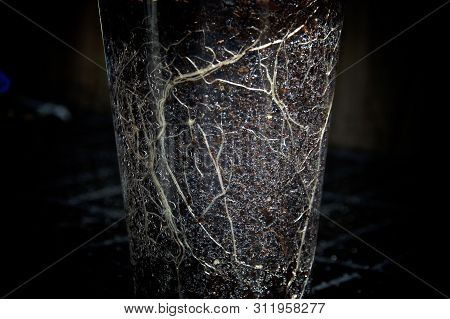 Close Up Of Network Of Roots Of Plant Growing In Soil In A Clear Plastic Cup With Water Drops Inside
