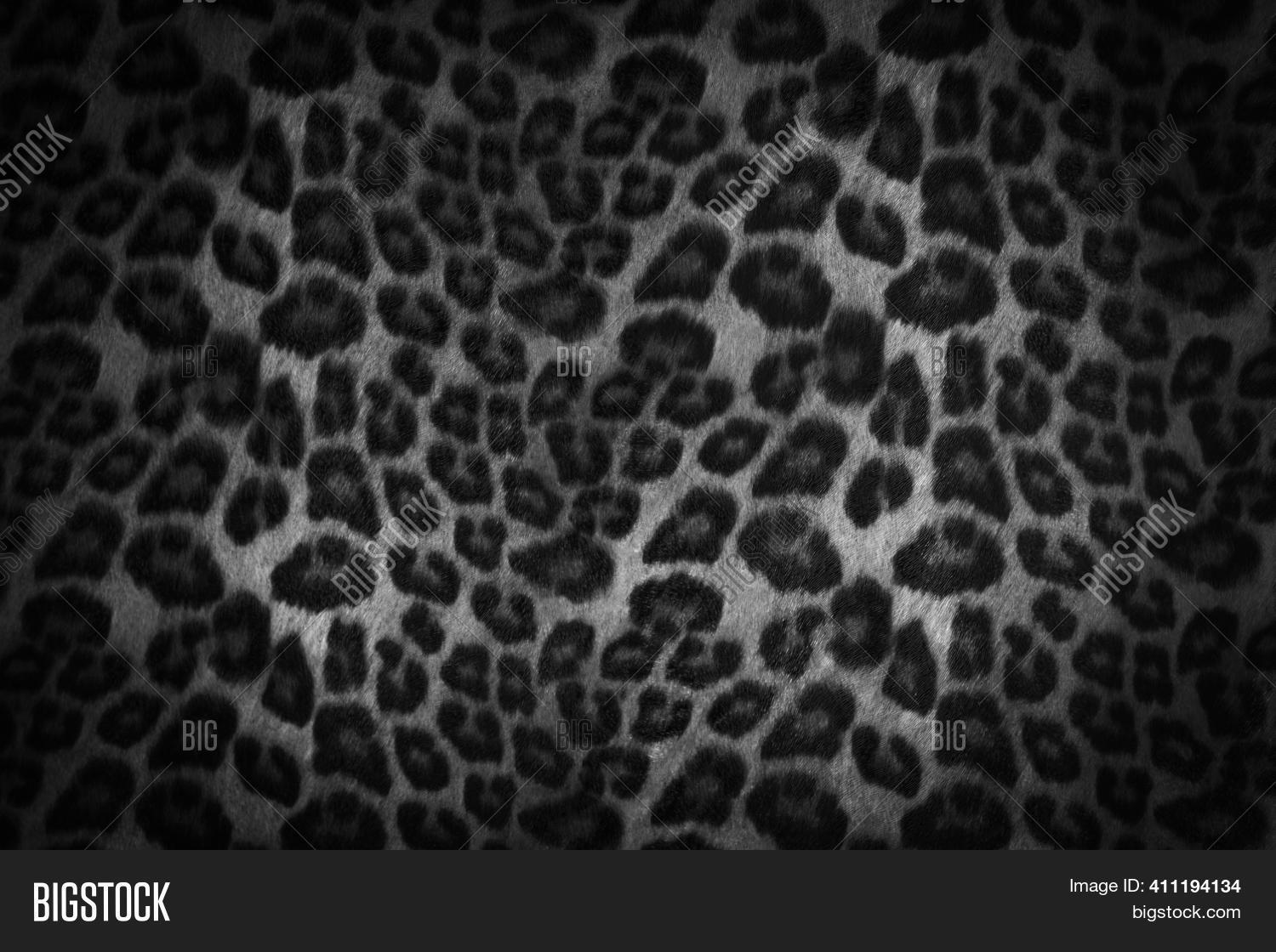Black White Jaguar Fur Image & Photo (Free Trial) | Bigstock