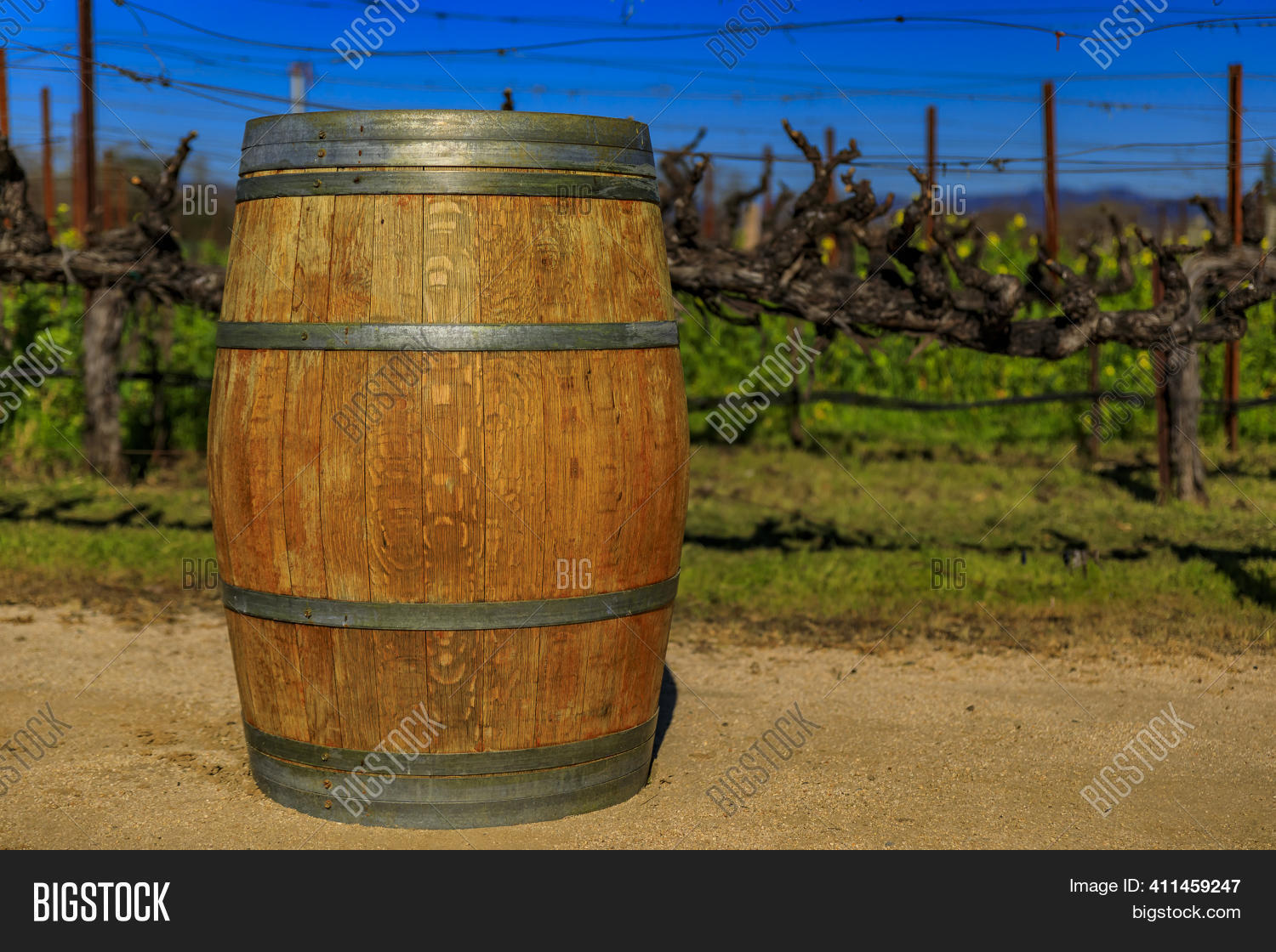 Wine Barrel Rows Grape Image & Photo (Free Trial) | Bigstock