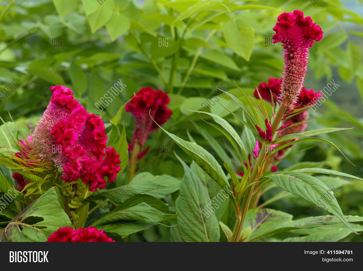 Red Velvet Celosia Flower