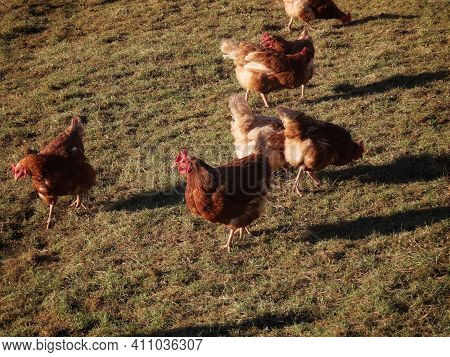 Free Range Brown Laying Hens In Green Grass Walking And Feeding
