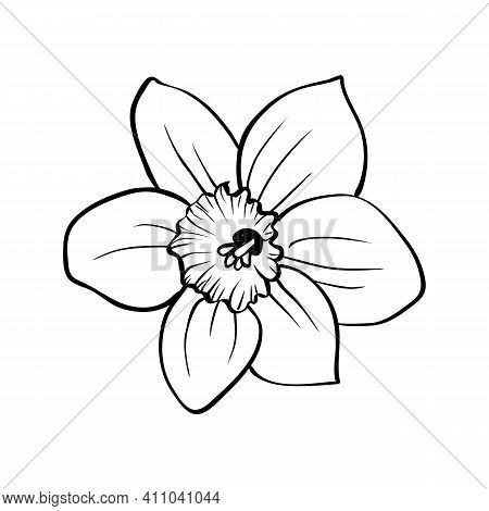 Narcissus Flower Isolated On White Background. Outline Daffodil Blooming Bud Hand Drawing Sketch. Ve