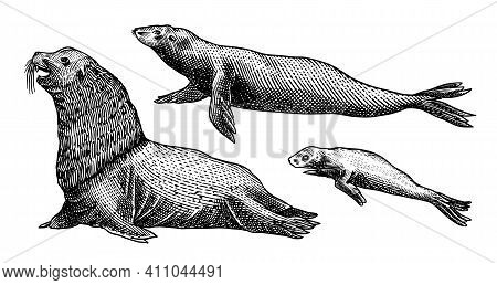 Steller Sea Lion. Marine Creatures, Nautical Anima. Fur Seall Or Pinnipeds. Vintage Retro Signs. Doo