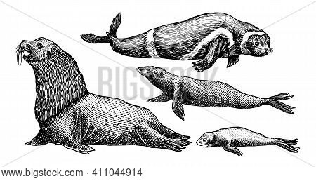 Ribbon Seal. Marine Creature, Nautical Mammals And Pinnipeds. Animal In Doodle Style. Vintage Retro 