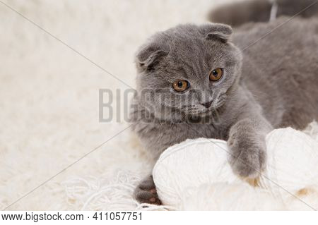 A Lop-eared Scottish Cat Plays With Balls Of Yarn. An Animal On A White Background. Fun For Pets