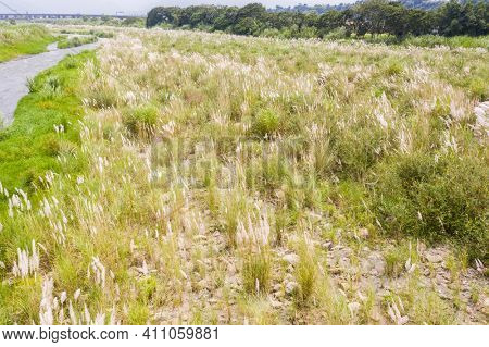 wild sugarcane grass with white flowers and seeds in the field near a river in Nantou, Taiwan