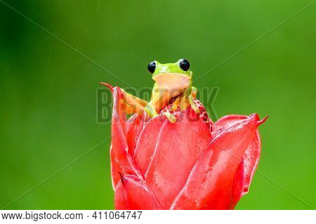 Gliding Tree Frog (agalychnis Spurrelli) Is A Species Of Frog In Family Hylidae. It Is Found In Colo