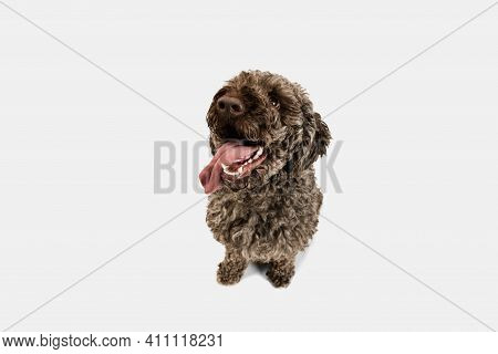 High Angle View Of Happy Lagotto Romagnolo Dog Isolated On White Background.