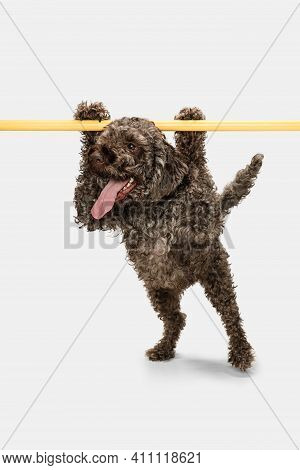 Funny Happy Lagotto Romagnolo Dog Posing Isolated On White Background.