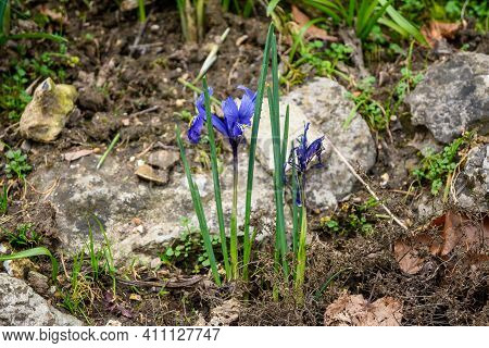 A Netted Iris (iris Reticulata) Is A Sign Of Spring.
