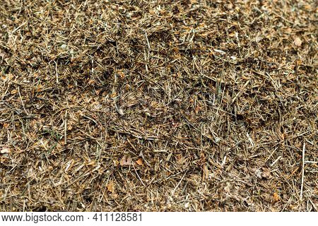 Forest Anthill With Ants Macro Shooting. Background And Texture.