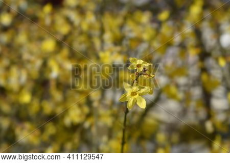 Winter Jasmine - Latin Name - Jasminum Nudiflorum