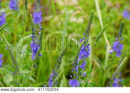 Countryside Lawn With Lots Of Violet Flowers Called Veronica Teucrium. Rural Background