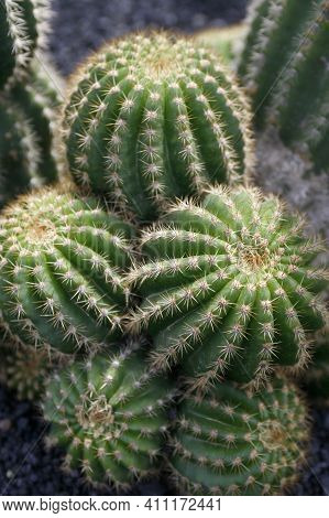 Canary Islands Lanzarote Cactus