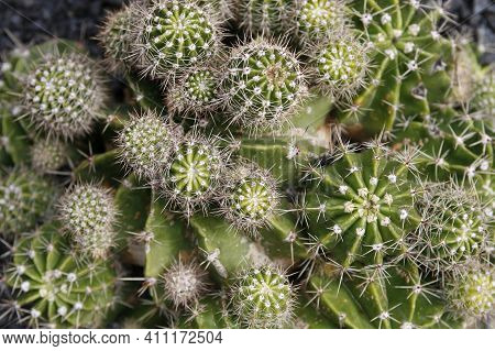 Canary Islands Lanzarote Cactus