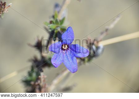 Lithodora Fruticosa Flower In Mountain Setting. Intense Blue Flowers. Peroblasco, La Rioja, Spain.