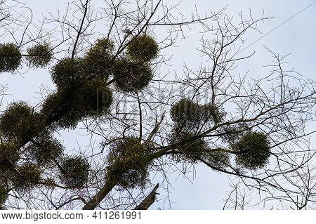Viscum Album Shrubs On Tree Branches. Hemiparasitic Genus Hosts On Young Tree In City Park. European