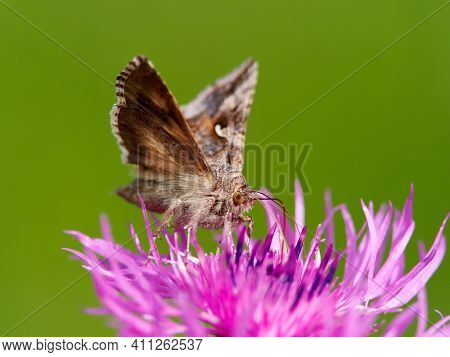 brown moth on beautiful purple blooming flower with green background (Autographa gamma)