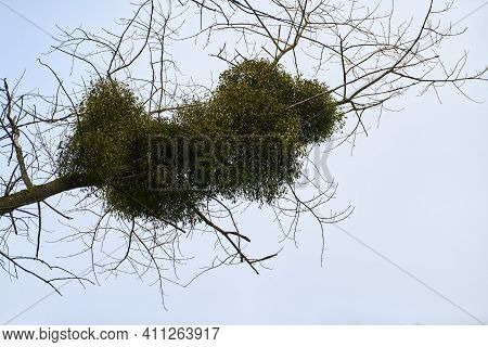 Viscum Album Shrubs On Tree Branches. Hemiparasitic Genus Hosts On Young Tree In City Park. European