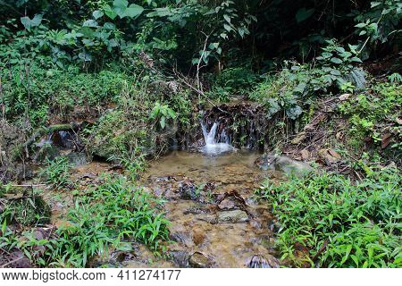 Water Source In A Cloud Forest With Trees And Native Species From Chocó Biogeographical