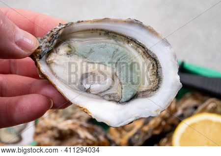 Eating Of Fresh Big Raw Fine De Claires Vertes Green French Oysters From Marennes-oleron