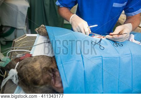 Veterinarian Neutering The Dog In A Vet Clinic, Animal Healthcare Concept.