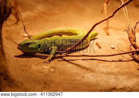 Beautiful Balkan Green Lizard - Lacerta Trilineata Close Up