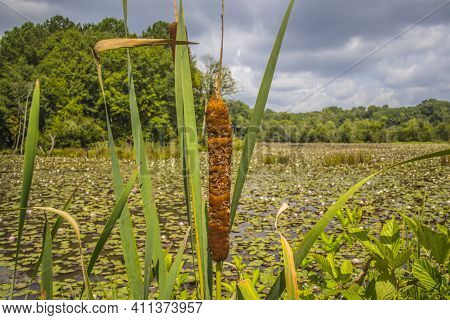 View Of A Corn Husk Plant With A Lily Pad Covered Pond In The Background Centered