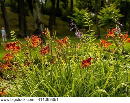 Flowering Day-lily Flowers (hemerocallis Flower), Closeup In The Sunny Day. Hemerocallis Fulva. The 