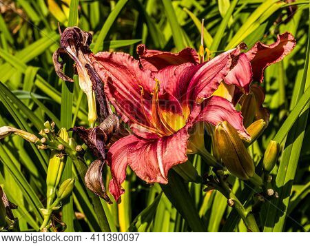 Flowering Day-lily Flowers (hemerocallis Flower), Closeup In The Sunny Day. Hemerocallis Fulva. The 