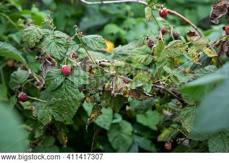 Raspberries Are Affected By The Disease. Pests And Diseases Of Raspberries. Fungus, Gray Rot, Anthra