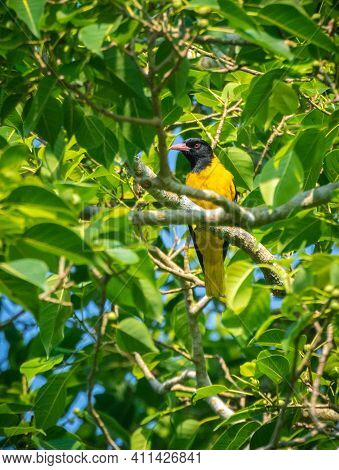 Black-hooded Oriole Perched On A Tree Branch High Up. From A Low Angle Gird Photograph.