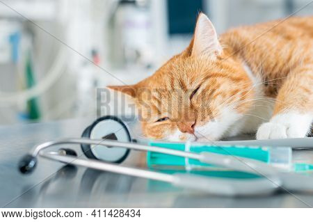 Image Of A Ginger Sleeping Cat Lying On A Table Near A Syringe And A Stethoscope. Veterinary Medicin