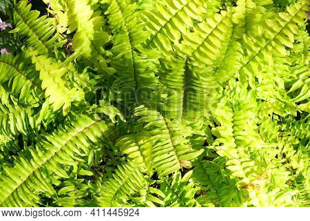 Lime Green Color Of Boston Fern 'rita's Gold' With Scientific Name Nephrolepis Exaltata