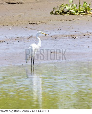 Wild Silver Heron With White Plumage Resting Along The River In His Natural Habitat, Osa, Costa Rica