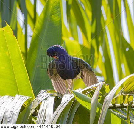 Purple Gallinule - Porphyrio Martinicus Rail Species Resting In A Tropical Forest In His Natural Hab