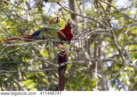 Tree Red Parrots On A Tree During A Rest On A Tropical Tree On Their Natural Habitat, Osa, Ara Penin