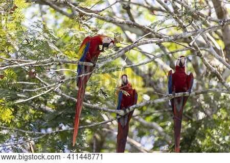 Tree Red Parrots On A Tree During A Rest On A Tropical Tree On Their Natural Habitat, Osa, Ara Penin