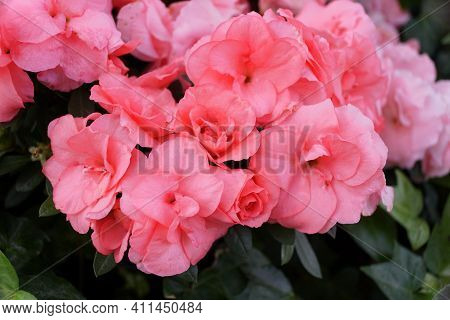 Beautiful Pink Flowers Of Cape Primrose Streptocarpus Concord Blue