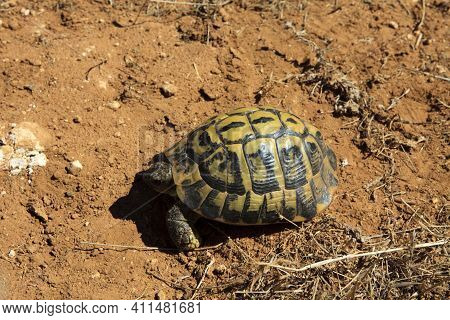 Ciutadela, Menorca / Spain - June 25, 2016: A Marginated Tortoise (testudo Marginata), Menorca, Bale