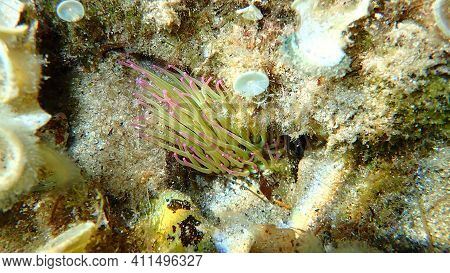 Snakelocks Anemone (anemonia Viridis) Undersea, Mediterranean Sea, Cape Of Antibes, France