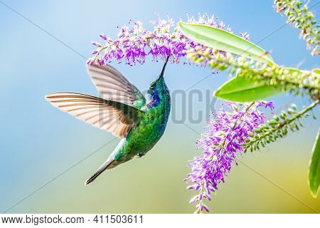 Amazilia Decora, Charming Hummingbird, Bird Feeding Sweet Nectar From Flower Pink Bloom. Hummingbird