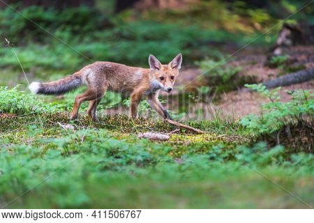 Red Fox. The Species Has A Long History Of Association With Humans.the Red Fox Is One Of The Most Im