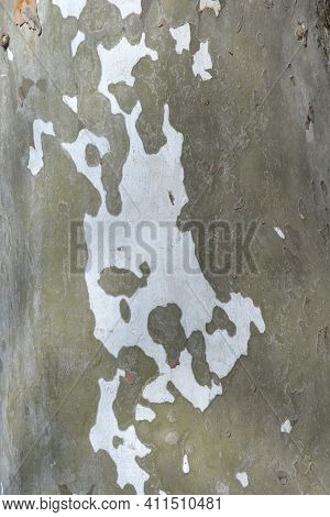 London Plane Bark Detail - Latin Name - Platanus X Hispanica (platanus X Acerifolia)