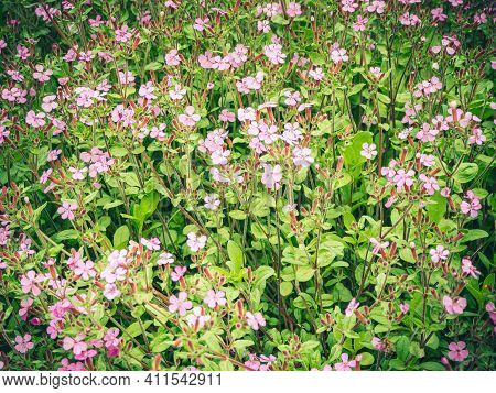Rock Soapwort Flowers, Saponaria Ocymoides. Natural Background Of Pink Flowers And Green Leaves